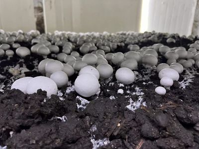 江都大橋 科技賦能蘑菇產(chǎn)業(yè)，智能種植與生物基材料研發(fā)引領(lǐng)綠色未來